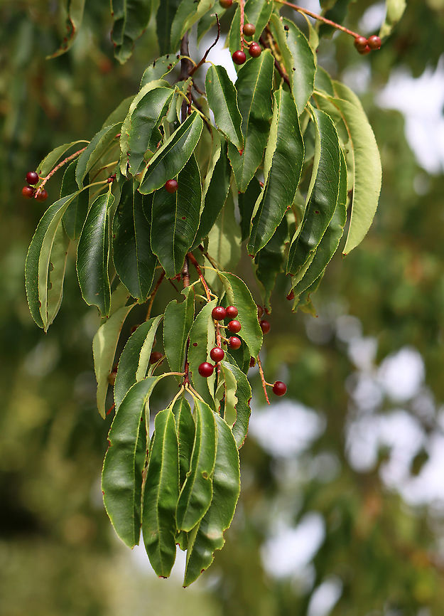 Wild Black Cherry - Prunus serotina Native to eastern North America. It emits an almond scent when you scratch the twigs.<br />
<br />
Habitat: Coastal field<br />
<figure class="photo"><a href="https://www.jungledragon.com/image/100160/wild_black_cherry_-_prunus_serotina.html" title="Wild Black Cherry - Prunus serotina"><img src="https://s3.amazonaws.com/media.jungledragon.com/images/3232/100160_thumb.jpg?AWSAccessKeyId=05GMT0V3GWVNE7GGM1R2&Expires=1759968010&Signature=6%2BhZgpAnkfluaa%2Fp6mbMh8KmaGw%3D" width="200" height="114" alt="Wild Black Cherry - Prunus serotina Native to eastern North America. It emits an almond scent when you scratch the twigs.<br />
<br />
Habitat: Coastal field<br />
https://www.jungledragon.com/image/100158/wild_black_cherry_-_prunus_serotina.html<br />
https://www.jungledragon.com/image/100159/wild_black_cherry_-_prunus_serotina.html Black cherry,Geotagged,Prunus serotina,Summer,United States" /></a></figure><br />
<figure class="photo"><a href="https://www.jungledragon.com/image/100159/wild_black_cherry_-_prunus_serotina.html" title="Wild Black Cherry - Prunus serotina"><img src="https://s3.amazonaws.com/media.jungledragon.com/images/3232/100159_thumb.jpg?AWSAccessKeyId=05GMT0V3GWVNE7GGM1R2&Expires=1759968010&Signature=fANP8cjwYJD2m9%2BZfagNpUEwK0A%3D" width="200" height="156" alt="Wild Black Cherry - Prunus serotina Native to eastern North America. It emits an almond scent when you scratch the twigs.<br />
<br />
Habitat: Coastal field<br />
https://www.jungledragon.com/image/100158/wild_black_cherry_-_prunus_serotina.html<br />
https://www.jungledragon.com/image/100160/wild_black_cherry_-_prunus_serotina.html Black cherry,Geotagged,Prunus serotina,Summer,United States" /></a></figure><br />
 Black cherry,Geotagged,Prunus serotina,Summer,United States,cherry,prunus