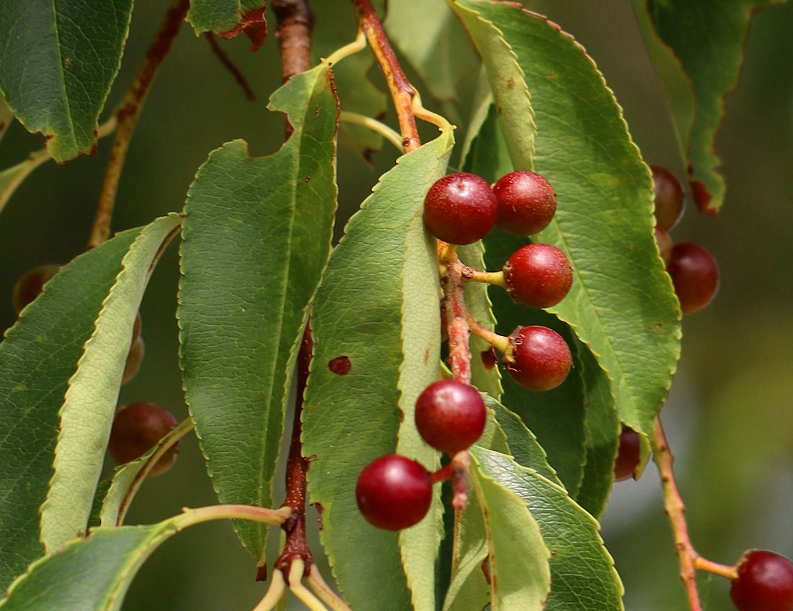 Wild Black Cherry - Prunus serotina Native to eastern North America. It emits an almond scent when you scratch the twigs.<br />
<br />
Habitat: Coastal field<br />
<figure class="photo"><a href="https://www.jungledragon.com/image/100158/wild_black_cherry_-_prunus_serotina.html" title="Wild Black Cherry - Prunus serotina"><img src="https://s3.amazonaws.com/media.jungledragon.com/images/3232/100158_thumb.jpg?AWSAccessKeyId=05GMT0V3GWVNE7GGM1R2&Expires=1759968010&Signature=4lHMMOrAlAc9CU1BaenhRhQzElg%3D" width="110" height="152" alt="Wild Black Cherry - Prunus serotina Native to eastern North America. It emits an almond scent when you scratch the twigs.<br />
<br />
Habitat: Coastal field<br />
https://www.jungledragon.com/image/100160/wild_black_cherry_-_prunus_serotina.html<br />
https://www.jungledragon.com/image/100159/wild_black_cherry_-_prunus_serotina.html<br />
 Black cherry,Geotagged,Prunus serotina,Summer,United States,cherry,prunus" /></a></figure><br />
<figure class="photo"><a href="https://www.jungledragon.com/image/100160/wild_black_cherry_-_prunus_serotina.html" title="Wild Black Cherry - Prunus serotina"><img src="https://s3.amazonaws.com/media.jungledragon.com/images/3232/100160_thumb.jpg?AWSAccessKeyId=05GMT0V3GWVNE7GGM1R2&Expires=1759968010&Signature=6%2BhZgpAnkfluaa%2Fp6mbMh8KmaGw%3D" width="200" height="114" alt="Wild Black Cherry - Prunus serotina Native to eastern North America. It emits an almond scent when you scratch the twigs.<br />
<br />
Habitat: Coastal field<br />
https://www.jungledragon.com/image/100158/wild_black_cherry_-_prunus_serotina.html<br />
https://www.jungledragon.com/image/100159/wild_black_cherry_-_prunus_serotina.html Black cherry,Geotagged,Prunus serotina,Summer,United States" /></a></figure> Black cherry,Geotagged,Prunus serotina,Summer,United States