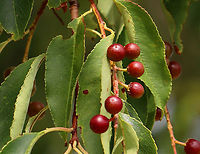 Wild Black Cherry - Prunus serotina Native to eastern North America. It emits an almond scent when you scratch the twigs.<br />
<br />
Habitat: Coastal field<br />
https://www.jungledragon.com/image/100158/wild_black_cherry_-_prunus_serotina.html<br />
https://www.jungledragon.com/image/100160/wild_black_cherry_-_prunus_serotina.html Black cherry,Geotagged,Prunus serotina,Summer,United States