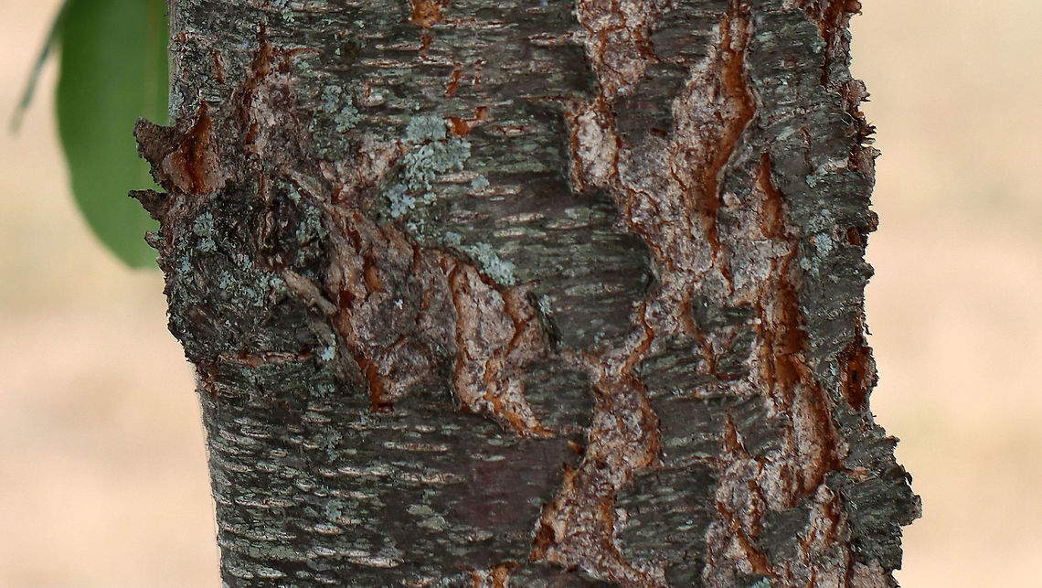 Wild Black Cherry - Prunus serotina Native to eastern North America. It emits an almond scent when you scratch the twigs.<br />
<br />
Habitat: Coastal field<br />
<figure class="photo"><a href="https://www.jungledragon.com/image/100158/wild_black_cherry_-_prunus_serotina.html" title="Wild Black Cherry - Prunus serotina"><img src="https://s3.amazonaws.com/media.jungledragon.com/images/3232/100158_thumb.jpg?AWSAccessKeyId=05GMT0V3GWVNE7GGM1R2&Expires=1769040010&Signature=WNOmRvXzJqC1%2FXN0vhz85INi%2BYA%3D" width="110" height="152" alt="Wild Black Cherry - Prunus serotina Native to eastern North America. It emits an almond scent when you scratch the twigs.<br />
<br />
Habitat: Coastal field<br />
https://www.jungledragon.com/image/100160/wild_black_cherry_-_prunus_serotina.html<br />
https://www.jungledragon.com/image/100159/wild_black_cherry_-_prunus_serotina.html<br />
 Black cherry,Geotagged,Prunus serotina,Summer,United States,cherry,prunus" /></a></figure><br />
<figure class="photo"><a href="https://www.jungledragon.com/image/100159/wild_black_cherry_-_prunus_serotina.html" title="Wild Black Cherry - Prunus serotina"><img src="https://s3.amazonaws.com/media.jungledragon.com/images/3232/100159_thumb.jpg?AWSAccessKeyId=05GMT0V3GWVNE7GGM1R2&Expires=1769040010&Signature=dEzTquIpvvqk8%2BondnU5gu3apc4%3D" width="200" height="156" alt="Wild Black Cherry - Prunus serotina Native to eastern North America. It emits an almond scent when you scratch the twigs.<br />
<br />
Habitat: Coastal field<br />
https://www.jungledragon.com/image/100158/wild_black_cherry_-_prunus_serotina.html<br />
https://www.jungledragon.com/image/100160/wild_black_cherry_-_prunus_serotina.html Black cherry,Geotagged,Prunus serotina,Summer,United States" /></a></figure> Black cherry,Geotagged,Prunus serotina,Summer,United States