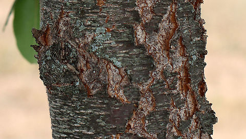 Wild Black Cherry - Prunus serotina Native to eastern North America. It emits an almond scent when you scratch the twigs.

Habitat: Coastal field
https://www.jungledragon.com/image/100158/wild_black_cherry_-_prunus_serotina.html
https://www.jungledragon.com/image/100159/wild_black_cherry_-_prunus_serotina.html Black cherry,Geotagged,Prunus serotina,Summer,United States