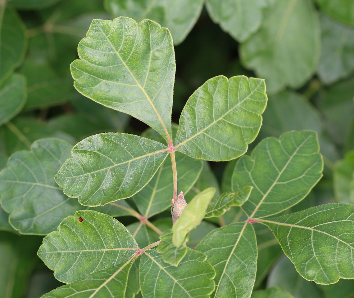 Fragrant Sumac - Rhus aromatica The leaves of this plant resemble poison ivy, but they are not toxic. They have a citrus smell when crushed. <br />
<br />
Habitat: Field/forest edge  Geotagged,Rhus,Rhus aromatica,Summer,United States,sumac
