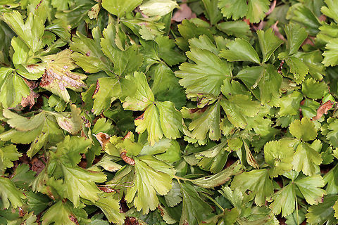 Barren Strawberry - Waldsteinia fragarioides/Geum fragarioides Native to eastern North America. It's listed as endangered in Maine.

 Barren strawberry,Geotagged,Geum,Summer,United States,Waldsteinia fragarioides