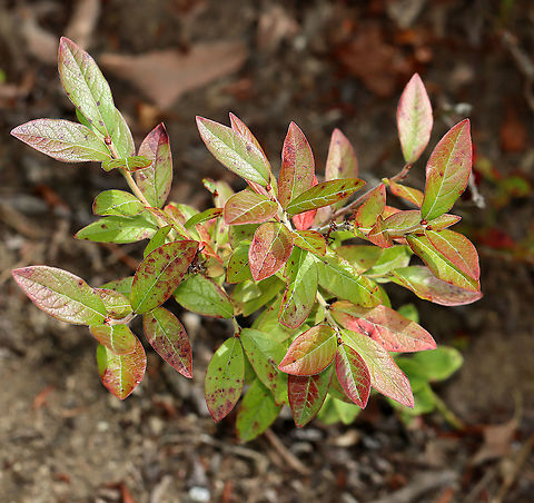 Lowbush Blueberry - Vaccinium angustifolium Native to eastern North America, this species of blueberry bush only grows to 60 cm tall (~2 feet), maximum.  The ripe berries are dark bluish black and are usually smaller than Vaccinium corymbosum.  It grows in very acidic, well-drained soil.

Maine (and other states) rely on migrant workers to pick the blueberries. Raking the berries is hot, backbreaking, brutal work, and many farms are turning to mechanization for picking and processing rather than relying on the migrant workers. Migrants travel around the country, working and picking the crops that are in season.  I was friends with some migrant workers when I lived in Maine and their work and lives was definitely very difficult.

 https://www.jungledragon.com/image/100164/lowbush_blueberry_-_vaccinium_angustifolium.html Geotagged,Lowbush Blueberry,Summer,United States,Vaccinium angustifolium,blueberry,vaccinium