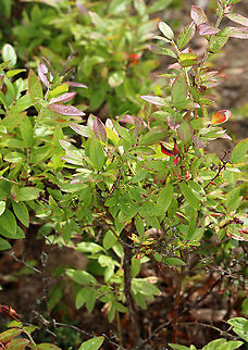Lowbush Blueberry - Vaccinium angustifolium Native to eastern North America, this species of blueberry bush only grows to 60 cm tall (~2 feet), maximum. The ripe berries are dark bluish black and are usually smaller than Vaccinium corymbosum. It grows in very acidic, well-drained soil.

Maine (and other states) rely on migrant workers to pick the blueberries. Raking the berries is hot, backbreaking, brutal work, and many farms are turning to mechanization for picking and processing rather than relying on the migrant workers. Migrants travel around the country, working and picking the crops that are in season. I was friends with some migrant workers when I lived in Maine and their work and lives was definitely very difficult.
https://www.jungledragon.com/image/100163/lowbush_blueberry_-_vaccinium_angustifolium.html Geotagged,Lowbush Blueberry,Summer,United States,Vaccinium angustifolium