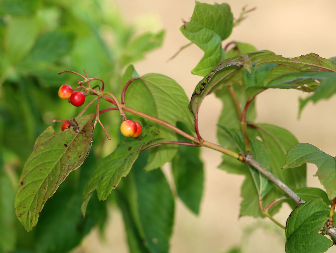 European Cranberrybush - Viburnum opulus Naturalized in the US<br />
<br />
Habitat: Planted as an ornamental<br />
<figure class="photo"><a href="https://www.jungledragon.com/image/100167/european_cranberrybush_-_viburnum_opulus.html" title="European Cranberrybush - Viburnum opulus"><img src="https://s3.amazonaws.com/media.jungledragon.com/images/3232/100167_thumb.jpg?AWSAccessKeyId=05GMT0V3GWVNE7GGM1R2&Expires=1759968010&Signature=ZN5stiBUGIa9h0IrbHGw0JS5D9c%3D" width="200" height="124" alt="European Cranberrybush - Viburnum opulus Naturalized in the US<br />
<br />
Habitat: Planted as an ornamental<br />
https://www.jungledragon.com/image/100166/european_cranberrybush_-_viburnum_opulus.html Geotagged,Guelder-rose,Summer,United States,Viburnum opulus" /></a></figure> Cranberry Viburnum,European cranberrybush,Geotagged,Guelder-rose,Summer,United States,Viburnum,Viburnum opulus,Viburnum opulus var. americanum