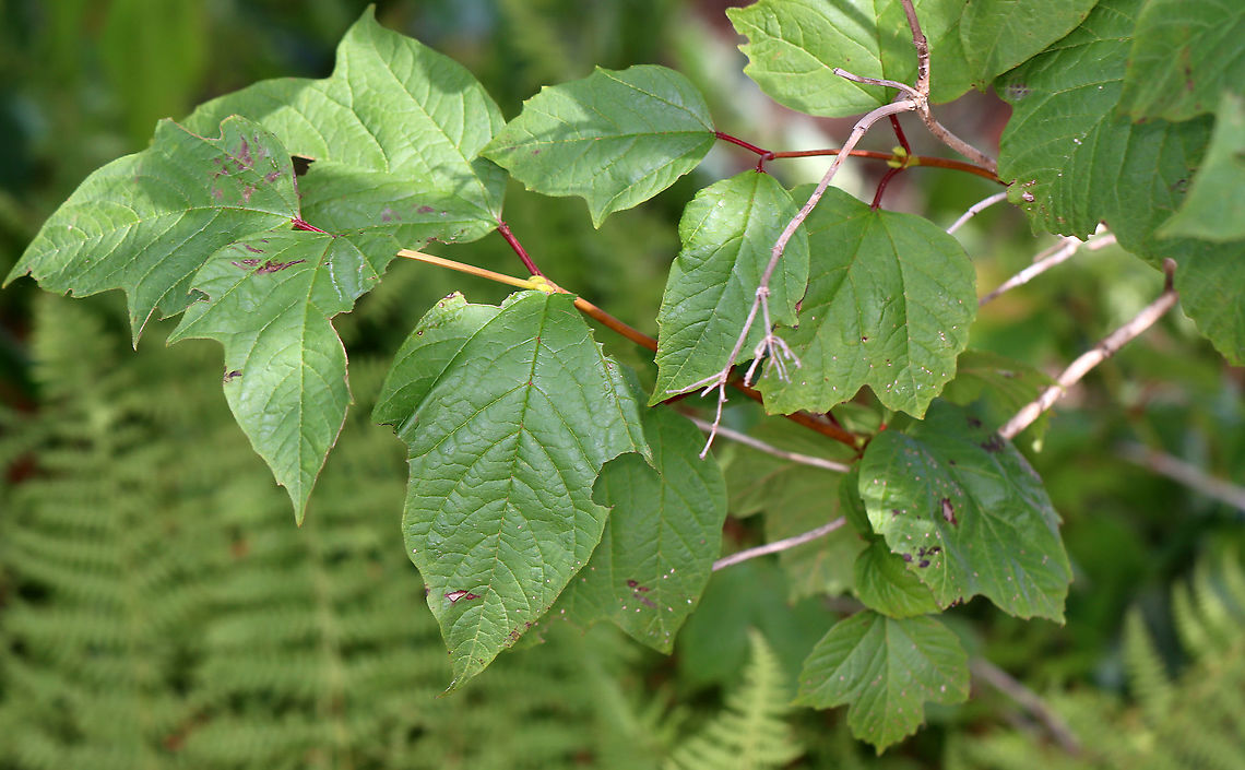 European Cranberrybush - Viburnum opulus Naturalized in the US<br />
<br />
Habitat: Planted as an ornamental<br />
<figure class="photo"><a href="https://www.jungledragon.com/image/100166/european_cranberrybush_-_viburnum_opulus.html" title="European Cranberrybush - Viburnum opulus"><img src="https://s3.amazonaws.com/media.jungledragon.com/images/3232/100166_thumb.jpg?AWSAccessKeyId=05GMT0V3GWVNE7GGM1R2&Expires=1759968010&Signature=846Joe3pNvmng%2Fscs9zzAqxf0uc%3D" width="200" height="152" alt="European Cranberrybush - Viburnum opulus Naturalized in the US<br />
<br />
Habitat: Planted as an ornamental<br />
https://www.jungledragon.com/image/100167/european_cranberrybush_-_viburnum_opulus.html Cranberry Viburnum,European cranberrybush,Geotagged,Guelder-rose,Summer,United States,Viburnum,Viburnum opulus,Viburnum opulus var. americanum" /></a></figure> Geotagged,Guelder-rose,Summer,United States,Viburnum opulus