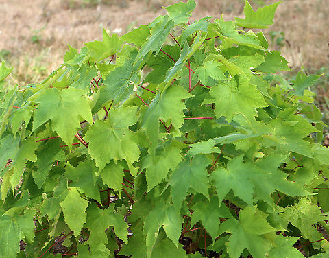 Flowering Raspberry - Rubus odoratus Native to eastern North America. Purple-flowering raspberry berries aren't usually eaten because they are very seedy even though they have a nice flavor.

Habitat: Field edge Geotagged,Purple-flowered raspberry,Rubus odoratus,Summer,United States,flowering raspberry,rubus