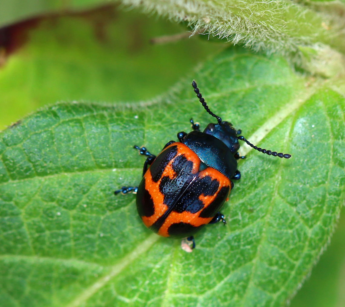 Milkweed Leaf Beetle - Labidomera clivicollis Milkweed contains poisonous compounds called cardiac glycosides. Monarchs (and some other insects) that feed on milkweed can tolerate and store these chemicals, thus making them poisonous to predators. Monarchs, in addition to other milkweed-eating insects, have black and orange warning colors (aposematic) to warn predators that they taste gross. <br />
<br />
Birds that eat an insect containing cardiac glycosides will basically end up with a really bad stomachache. Once a bird (or other predator) has ingested and gotten sick from eating a black and orange insect, such as a monarch, it learns to avoid any and all insects with similar coloration.<br />
<br />
Milkweed leaf beetles eat milkweed and have black and orange coloring, BUT they do not absorb the cardiac glycosides from the milkweed like a monarch would. So, they are not actually poisonous to predators. However, insect-eating birds don’t know this, and the beetles successfully deter predation simply because of their coloration and association with milkweed.<br />
<br />
Habitat: Swamp milkweed Geotagged,Labidomera clivicollis,Milkweed leaf beetle,Summer,United States,beetle,milkweed,milkweed beetle