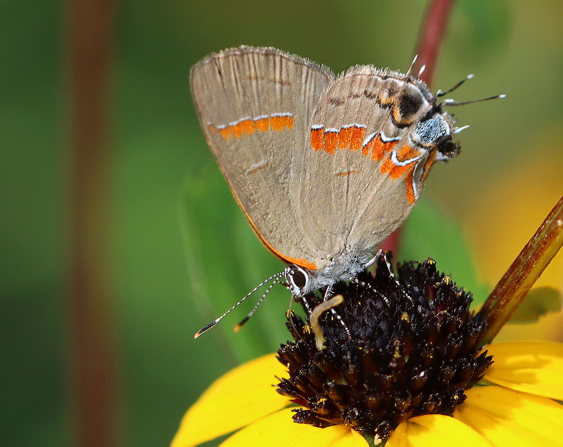 Red-banded Hairstreak - Calycopis cecrops Habitat: Rural garden<br />
<br />
*Note the tiny caterpillar at the butterfly&#039;s feet! Calycopis,Calycopis cecrops,Geotagged,Red-banded hairstreak,Summer,United States,butterfly,hairstreak