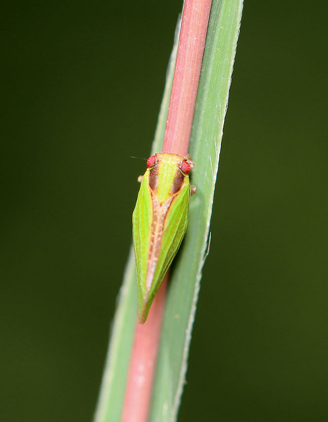 Two-striped Planthopper - Acanalonia bivittata Habitat: Meadow<br />
<figure class="photo"><a href="https://www.jungledragon.com/image/100252/two-striped_planthopper_-_acanalonia_bivittata.html" title="Two-striped Planthopper - Acanalonia bivittata"><img src="https://s3.amazonaws.com/media.jungledragon.com/images/3232/100252_thumb.jpg?AWSAccessKeyId=05GMT0V3GWVNE7GGM1R2&Expires=1770854410&Signature=vU0NrcaTKKj5AkGcSCjQzbMwn%2FQ%3D" width="200" height="150" alt="Two-striped Planthopper - Acanalonia bivittata Habitat: Meadow<br />
https://www.jungledragon.com/image/100251/two-striped_planthopper_-_acanalonia_bivittata.html Acanalonia bivittata,Geotagged,Summer,Two-striped Planthopper,United States" /></a></figure> Acanalonia,Acanalonia bivittata,Geotagged,Summer,Two-striped Planthopper,United States,planthopper