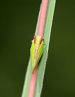 Two-striped Planthopper - Acanalonia bivittata Habitat: Meadow
https://www.jungledragon.com/image/100252/two-striped_planthopper_-_acanalonia_bivittata.html Acanalonia,Acanalonia bivittata,Geotagged,Summer,Two-striped Planthopper,United States,planthopper