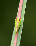 Two-striped Planthopper - Acanalonia bivittata Habitat: Meadow<br />
https://www.jungledragon.com/image/100252/two-striped_planthopper_-_acanalonia_bivittata.html Acanalonia,Acanalonia bivittata,Geotagged,Summer,Two-striped Planthopper,United States,planthopper