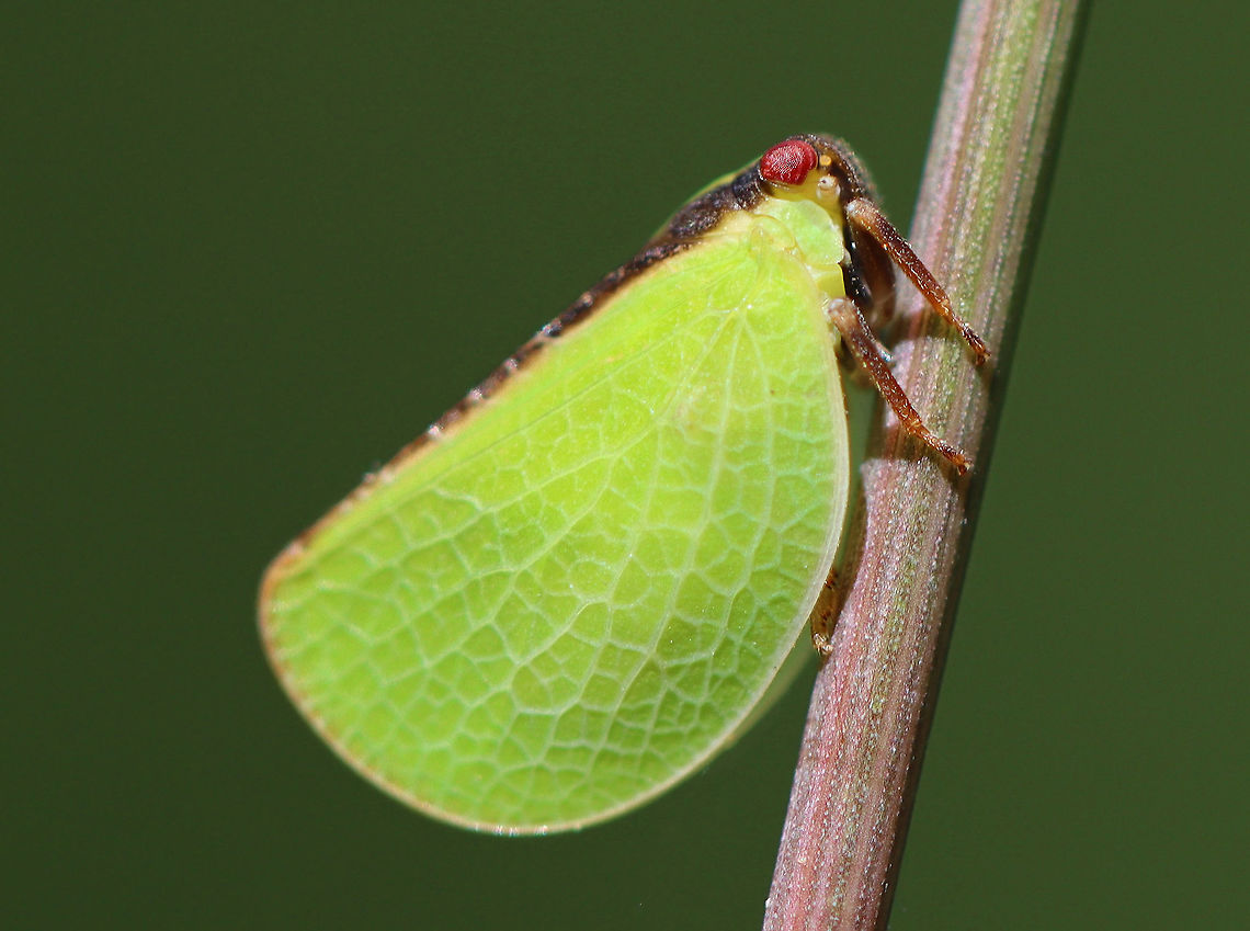 Two-striped Planthopper - Acanalonia bivittata Habitat: Meadow<br />
<figure class="photo"><a href="https://www.jungledragon.com/image/100251/two-striped_planthopper_-_acanalonia_bivittata.html" title="Two-striped Planthopper - Acanalonia bivittata"><img src="https://s3.amazonaws.com/media.jungledragon.com/images/3232/100251_thumb.jpg?AWSAccessKeyId=05GMT0V3GWVNE7GGM1R2&Expires=1759968010&Signature=gDXqI%2BtduNFBjXJV77uvfibUX5g%3D" width="120" height="152" alt="Two-striped Planthopper - Acanalonia bivittata Habitat: Meadow<br />
https://www.jungledragon.com/image/100252/two-striped_planthopper_-_acanalonia_bivittata.html Acanalonia,Acanalonia bivittata,Geotagged,Summer,Two-striped Planthopper,United States,planthopper" /></a></figure> Acanalonia bivittata,Geotagged,Summer,Two-striped Planthopper,United States