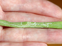 Onion Leafminer - Phytomyza gymnostoma I found galleries in a bunch of scallions.  A benefit of organic produce!<br />
https://www.jungledragon.com/image/100269/onion_leafminer_-_phytomyza_gymnostoma.html Geotagged,Onion Leafminer,Phytomyza gymnostoma,Summer,United States,leafminer