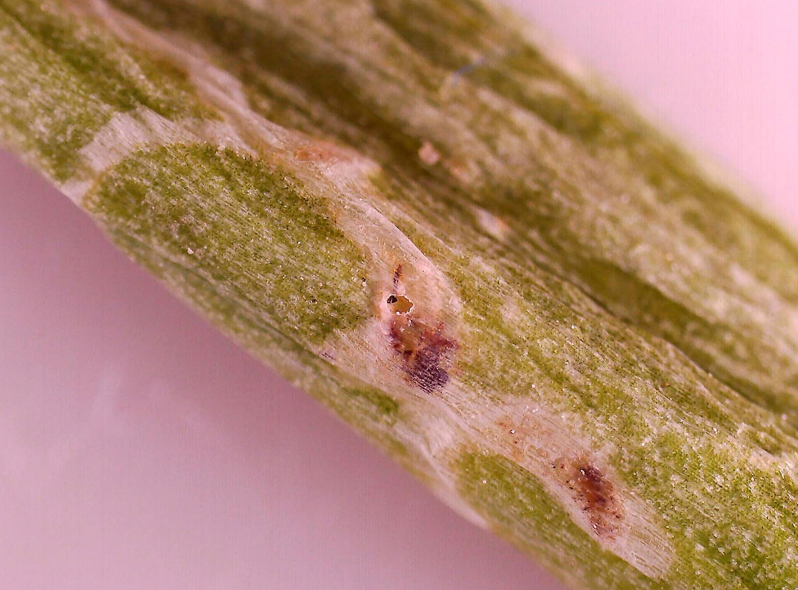 Onion Leafminer - Phytomyza gymnostoma You can see an exit hole in this photo.<br />
<br />
I found galleries in a bunch of scallions. A benefit of organic produce!<br />
<figure class="photo"><a href="https://www.jungledragon.com/image/100268/onion_leafminer_-_phytomyza_gymnostoma.html" title="Onion Leafminer - Phytomyza gymnostoma"><img src="https://s3.amazonaws.com/media.jungledragon.com/images/3232/100268_thumb.jpg?AWSAccessKeyId=05GMT0V3GWVNE7GGM1R2&Expires=1759968010&Signature=7XR4Wa7HkmNqwDy1JGR6gji5JTU%3D" width="200" height="150" alt="Onion Leafminer - Phytomyza gymnostoma I found galleries in a bunch of scallions.  A benefit of organic produce!<br />
https://www.jungledragon.com/image/100269/onion_leafminer_-_phytomyza_gymnostoma.html Geotagged,Onion Leafminer,Phytomyza gymnostoma,Summer,United States,leafminer" /></a></figure> Geotagged,Onion Leafminer,Phytomyza gymnostoma,United States