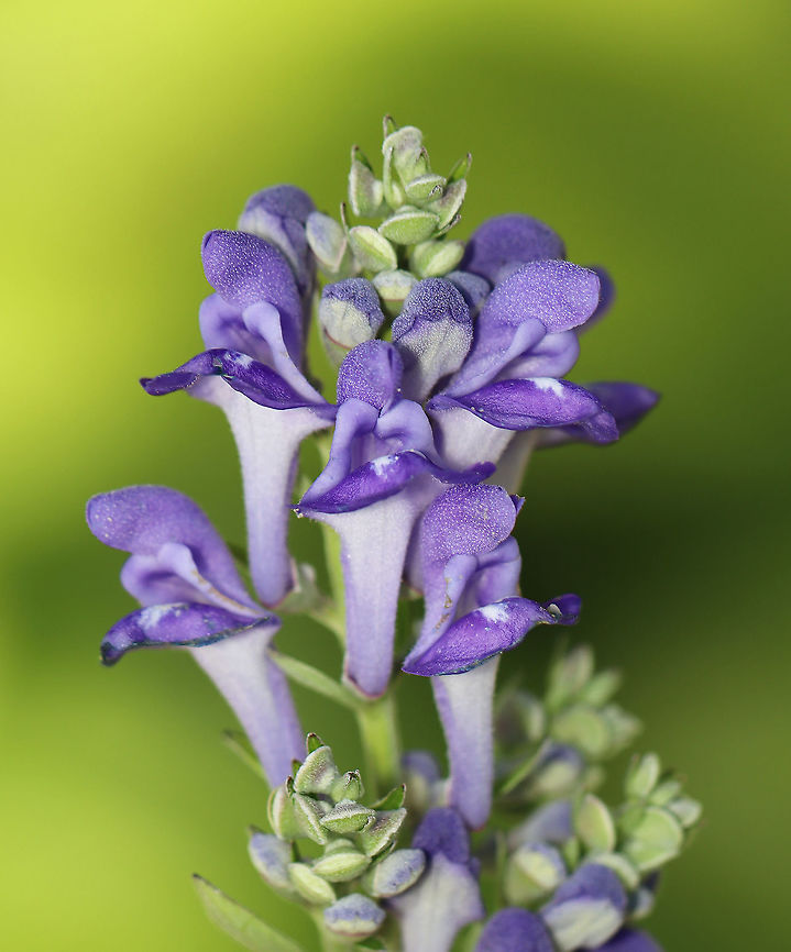Hoary Skullcap - Scutellaria incana The stems are covered in fine, white hairs, which is where it gets the name &#039;hoary&#039;. &#039;Skullcap&#039; refers to the skull-shaped calyx of the flower. <br />
<br />
Habitat: Rural, native garden<br />
<figure class="photo"><a href="https://www.jungledragon.com/image/100271/hoary_skullcap_-_scutellaria_incana.html" title="Hoary Skullcap - Scutellaria incana"><img src="https://s3.amazonaws.com/media.jungledragon.com/images/3232/100271_thumb.jpg?AWSAccessKeyId=05GMT0V3GWVNE7GGM1R2&Expires=1759968010&Signature=O35nSGz5yEBKjPka0Od2mvO%2BCF4%3D" width="200" height="152" alt="Hoary Skullcap - Scutellaria incana The stems are covered in fine, white hairs, which is where it gets the name &#039;hoary&#039;. &#039;Skullcap&#039; refers to the skull-shaped calyx of the flower.<br />
<br />
Habitat: Rural, native garden<br />
https://www.jungledragon.com/image/100270/hoary_skullcap_-_scutellaria_incana.html Geotagged,Hoary skullcap,Scutellaria incana,Summer,United States" /></a></figure> Geotagged,Hoary skullcap,Scutellaria,Scutellaria incana,Summer,United States