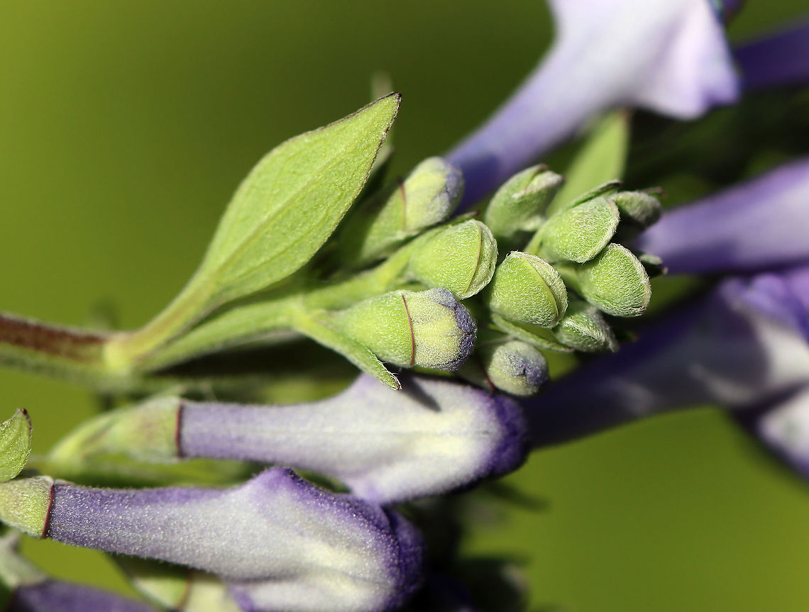 Hoary Skullcap - Scutellaria incana The stems are covered in fine, white hairs, which is where it gets the name &#039;hoary&#039;. &#039;Skullcap&#039; refers to the skull-shaped calyx of the flower.<br />
<br />
Habitat: Rural, native garden<br />
<figure class="photo"><a href="https://www.jungledragon.com/image/100270/hoary_skullcap_-_scutellaria_incana.html" title="Hoary Skullcap - Scutellaria incana"><img src="https://s3.amazonaws.com/media.jungledragon.com/images/3232/100270_thumb.jpg?AWSAccessKeyId=05GMT0V3GWVNE7GGM1R2&Expires=1759968010&Signature=Ra2gHqOmog2wFvqhW45O1nreNYU%3D" width="128" height="152" alt="Hoary Skullcap - Scutellaria incana The stems are covered in fine, white hairs, which is where it gets the name &#039;hoary&#039;. &#039;Skullcap&#039; refers to the skull-shaped calyx of the flower. <br />
<br />
Habitat: Rural, native garden<br />
https://www.jungledragon.com/image/100271/hoary_skullcap_-_scutellaria_incana.html Geotagged,Hoary skullcap,Scutellaria,Scutellaria incana,Summer,United States" /></a></figure> Geotagged,Hoary skullcap,Scutellaria incana,Summer,United States