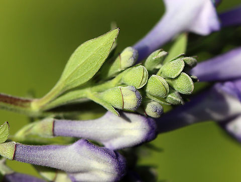 Hoary Skullcap - Scutellaria incana The stems are covered in fine, white hairs, which is where it gets the name 'hoary'. 'Skullcap' refers to the skull-shaped calyx of the flower.

Habitat: Rural, native garden
https://www.jungledragon.com/image/100270/hoary_skullcap_-_scutellaria_incana.html Geotagged,Hoary skullcap,Scutellaria incana,Summer,United States