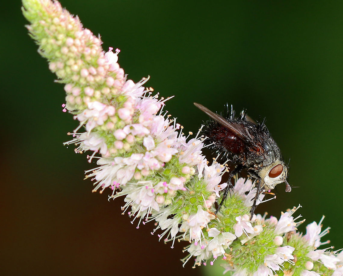 Bristle Fly - Juriniopsis adusta This fly was awesome! It was so spiky and had a face that look like a skeleton.<br />
<br />
Habitat: Rural garden<br />
<figure class="photo"><a href="https://www.jungledragon.com/image/100273/bristle_fly_-_juriniopsis_adusta.html" title="Bristle Fly - Juriniopsis adusta"><img src="https://s3.amazonaws.com/media.jungledragon.com/images/3232/100273_thumb.jpg?AWSAccessKeyId=05GMT0V3GWVNE7GGM1R2&Expires=1763596810&Signature=zRePsoOQuicIu19Pa2Tt8Dytm0A%3D" width="200" height="162" alt="Bristle Fly - Juriniopsis adusta This fly was awesome! It was so spiky and had a face that look like a skeleton.<br />
<br />
Habitat: Rural garden<br />
https://www.jungledragon.com/image/100275/bf5.html<br />
https://www.jungledragon.com/image/100274/bristle_fly_-_juriniopsis_adusta.html<br />
https://www.jungledragon.com/image/100272/bristle_fly_-_juriniopsis_adusta.html Geotagged,Juriniopsis adusta,Summer,United States" /></a></figure><br />
<figure class="photo"><a href="https://www.jungledragon.com/image/100274/bristle_fly_-_juriniopsis_adusta.html" title="Bristle Fly - Juriniopsis adusta"><img src="https://s3.amazonaws.com/media.jungledragon.com/images/3232/100274_thumb.jpg?AWSAccessKeyId=05GMT0V3GWVNE7GGM1R2&Expires=1763596810&Signature=msItx9qRIDvdFHaqmaAWdvVmm4k%3D" width="200" height="162" alt="Bristle Fly - Juriniopsis adusta This fly was awesome! It was so spiky and had a face that look like a skeleton.<br />
<br />
Habitat: Rural garden<br />
https://www.jungledragon.com/image/100275/bf5.html<br />
https://www.jungledragon.com/image/100273/bristle_fly_-_juriniopsis_adusta.html<br />
https://www.jungledragon.com/image/100272/bristle_fly_-_juriniopsis_adusta.html Geotagged,Juriniopsis adusta,Summer,United States" /></a></figure><br />
<figure class="photo"><a href="https://www.jungledragon.com/image/100275/bristle_fly_-_juriniopsis_adusta.html" title="Bristle Fly - Juriniopsis adusta"><img src="https://s3.amazonaws.com/media.jungledragon.com/images/3232/100275_thumb.jpg?AWSAccessKeyId=05GMT0V3GWVNE7GGM1R2&Expires=1763596810&Signature=VucQkl0lrfwS2cfBH%2BrsDQXGNHw%3D" width="200" height="154" alt="Bristle Fly - Juriniopsis adusta This fly was awesome! It was so spiky and had a face that look like a skeleton.<br />
<br />
Habitat: Rural garden<br />
https://www.jungledragon.com/image/100274/bristle_fly_-_juriniopsis_adusta.html<br />
https://www.jungledragon.com/image/100273/bristle_fly_-_juriniopsis_adusta.html<br />
https://www.jungledragon.com/image/100272/bristle_fly_-_juriniopsis_adusta.html Geotagged,Juriniopsis adusta,Summer,United States" /></a></figure><br />
 Geotagged,Juriniopsis,Juriniopsis adusta,Summer,United States,bristle fly,fly,tachinidae