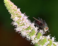Bristle Fly - Juriniopsis adusta This fly was awesome! It was so spiky and had a face that look like a skeleton.<br />
<br />
Habitat: Rural garden<br />
https://www.jungledragon.com/image/100273/bristle_fly_-_juriniopsis_adusta.html<br />
https://www.jungledragon.com/image/100274/bristle_fly_-_juriniopsis_adusta.html<br />
https://www.jungledragon.com/image/100275/bf5.html<br />
Geotagged,Juriniopsis,Juriniopsis adusta,Summer,United States,bristle fly,fly,tachinidae