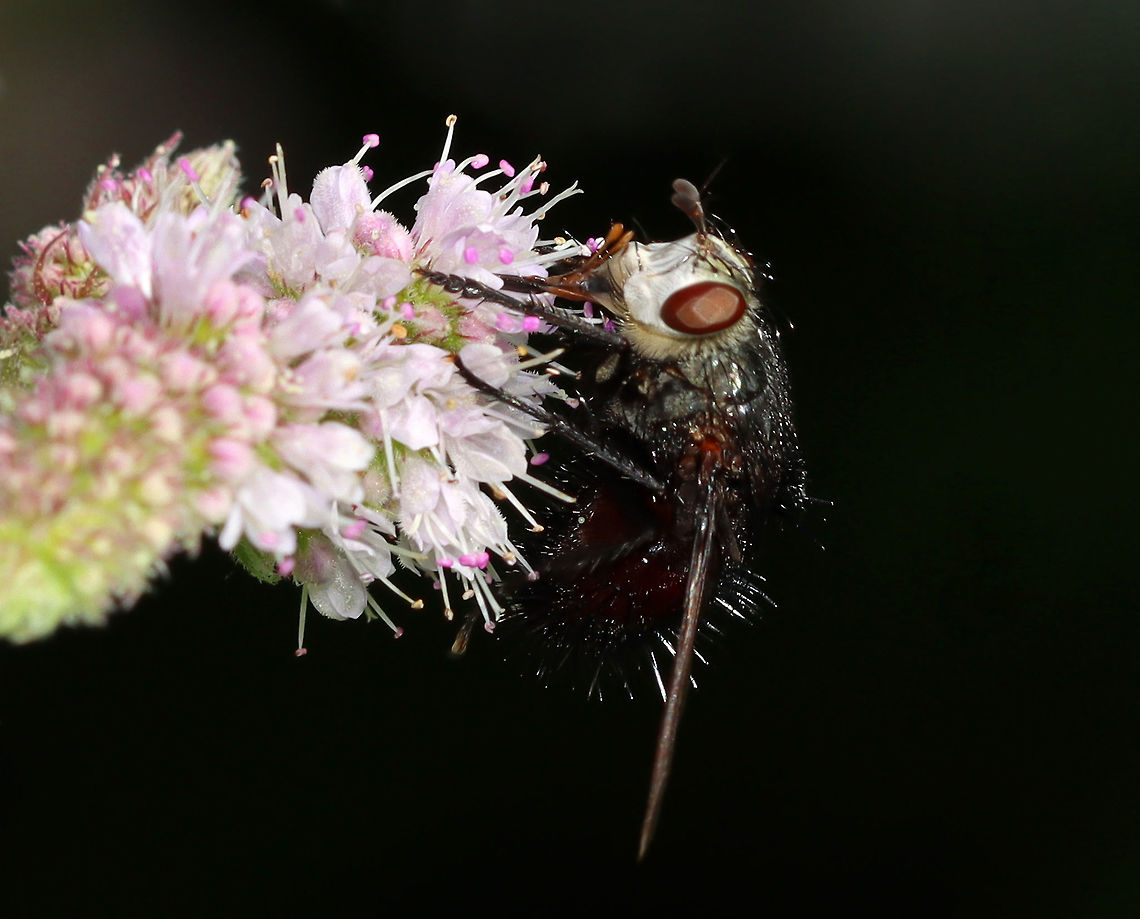 Bristle Fly - Juriniopsis adusta This fly was awesome! It was so spiky and had a face that look like a skeleton.<br />
<br />
Habitat: Rural garden<br />
<figure class="photo"><a href="https://www.jungledragon.com/image/100275/bristle_fly_-_juriniopsis_adusta.html" title="Bristle Fly - Juriniopsis adusta"><img src="https://s3.amazonaws.com/media.jungledragon.com/images/3232/100275_thumb.jpg?AWSAccessKeyId=05GMT0V3GWVNE7GGM1R2&Expires=1759968010&Signature=3%2B%2Bn8h8hS8Rml6Sn36s9iwwrsBo%3D" width="200" height="154" alt="Bristle Fly - Juriniopsis adusta This fly was awesome! It was so spiky and had a face that look like a skeleton.<br />
<br />
Habitat: Rural garden<br />
https://www.jungledragon.com/image/100274/bristle_fly_-_juriniopsis_adusta.html<br />
https://www.jungledragon.com/image/100273/bristle_fly_-_juriniopsis_adusta.html<br />
https://www.jungledragon.com/image/100272/bristle_fly_-_juriniopsis_adusta.html Geotagged,Juriniopsis adusta,Summer,United States" /></a></figure><br />
<figure class="photo"><a href="https://www.jungledragon.com/image/100274/bristle_fly_-_juriniopsis_adusta.html" title="Bristle Fly - Juriniopsis adusta"><img src="https://s3.amazonaws.com/media.jungledragon.com/images/3232/100274_thumb.jpg?AWSAccessKeyId=05GMT0V3GWVNE7GGM1R2&Expires=1759968010&Signature=hy1kVOwtBGZrNUsfi2WKEr0tSEI%3D" width="200" height="162" alt="Bristle Fly - Juriniopsis adusta This fly was awesome! It was so spiky and had a face that look like a skeleton.<br />
<br />
Habitat: Rural garden<br />
https://www.jungledragon.com/image/100275/bf5.html<br />
https://www.jungledragon.com/image/100273/bristle_fly_-_juriniopsis_adusta.html<br />
https://www.jungledragon.com/image/100272/bristle_fly_-_juriniopsis_adusta.html Geotagged,Juriniopsis adusta,Summer,United States" /></a></figure><br />
<figure class="photo"><a href="https://www.jungledragon.com/image/100272/bristle_fly_-_juriniopsis_adusta.html" title="Bristle Fly - Juriniopsis adusta"><img src="https://s3.amazonaws.com/media.jungledragon.com/images/3232/100272_thumb.jpg?AWSAccessKeyId=05GMT0V3GWVNE7GGM1R2&Expires=1759968010&Signature=qdSQcVzdc3by09NPXf12xzZei5s%3D" width="200" height="162" alt="Bristle Fly - Juriniopsis adusta This fly was awesome! It was so spiky and had a face that look like a skeleton.<br />
<br />
Habitat: Rural garden<br />
https://www.jungledragon.com/image/100273/bristle_fly_-_juriniopsis_adusta.html<br />
https://www.jungledragon.com/image/100274/bristle_fly_-_juriniopsis_adusta.html<br />
https://www.jungledragon.com/image/100275/bf5.html<br />
 Geotagged,Juriniopsis,Juriniopsis adusta,Summer,United States,bristle fly,fly,tachinidae" /></a></figure> Geotagged,Juriniopsis adusta,Summer,United States