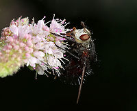 Bristle Fly - Juriniopsis adusta This fly was awesome! It was so spiky and had a face that look like a skeleton.<br />
<br />
Habitat: Rural garden<br />
https://www.jungledragon.com/image/100275/bf5.html<br />
https://www.jungledragon.com/image/100274/bristle_fly_-_juriniopsis_adusta.html<br />
https://www.jungledragon.com/image/100272/bristle_fly_-_juriniopsis_adusta.html Geotagged,Juriniopsis adusta,Summer,United States