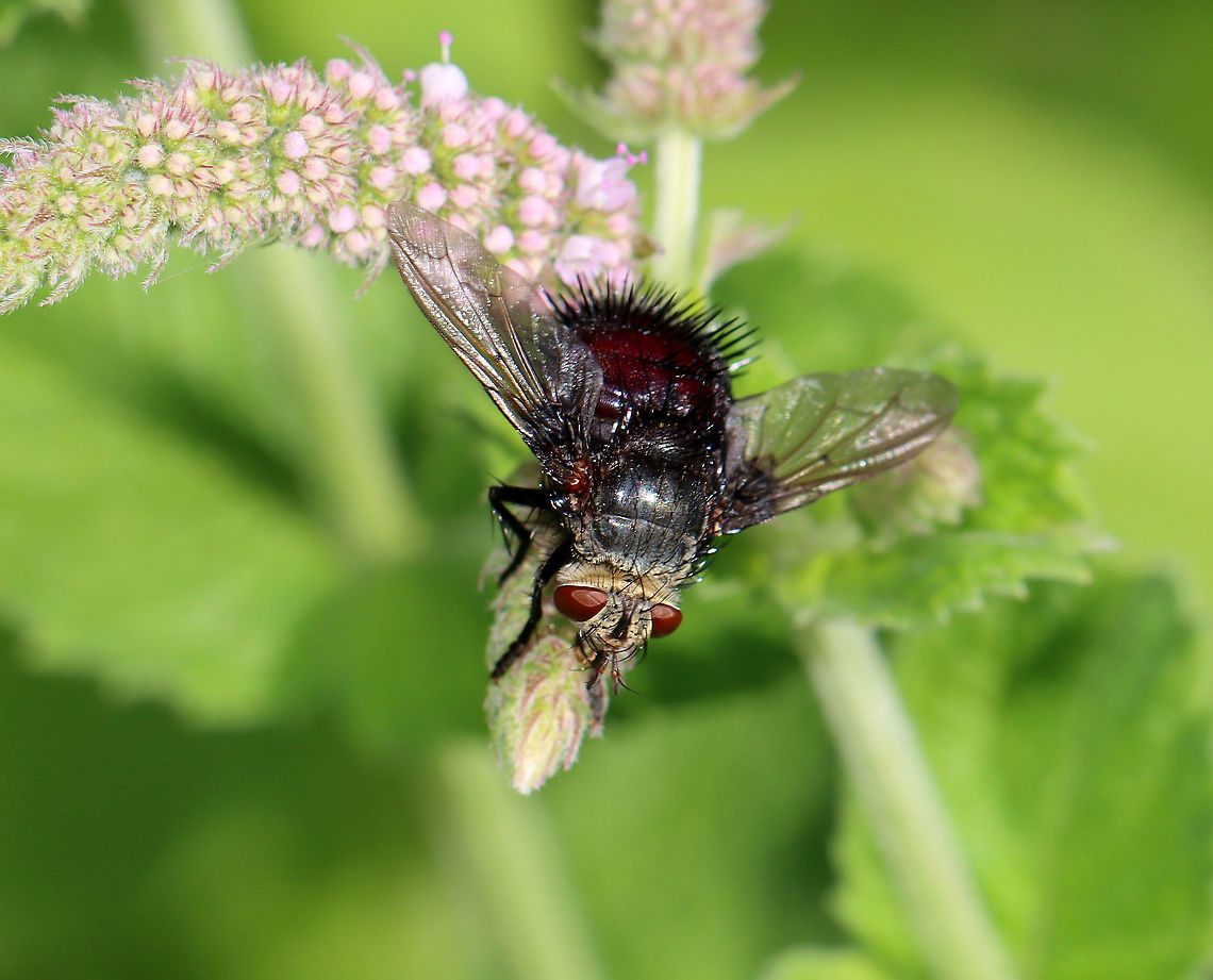 Bristle Fly - Juriniopsis adusta This fly was awesome! It was so spiky and had a face that look like a skeleton.<br />
<br />
Habitat: Rural garden<br />
<figure class="photo"><a href="https://www.jungledragon.com/image/100275/bristle_fly_-_juriniopsis_adusta.html" title="Bristle Fly - Juriniopsis adusta"><img src="https://s3.amazonaws.com/media.jungledragon.com/images/3232/100275_thumb.jpg?AWSAccessKeyId=05GMT0V3GWVNE7GGM1R2&Expires=1759968010&Signature=3%2B%2Bn8h8hS8Rml6Sn36s9iwwrsBo%3D" width="200" height="154" alt="Bristle Fly - Juriniopsis adusta This fly was awesome! It was so spiky and had a face that look like a skeleton.<br />
<br />
Habitat: Rural garden<br />
https://www.jungledragon.com/image/100274/bristle_fly_-_juriniopsis_adusta.html<br />
https://www.jungledragon.com/image/100273/bristle_fly_-_juriniopsis_adusta.html<br />
https://www.jungledragon.com/image/100272/bristle_fly_-_juriniopsis_adusta.html Geotagged,Juriniopsis adusta,Summer,United States" /></a></figure><br />
<figure class="photo"><a href="https://www.jungledragon.com/image/100273/bristle_fly_-_juriniopsis_adusta.html" title="Bristle Fly - Juriniopsis adusta"><img src="https://s3.amazonaws.com/media.jungledragon.com/images/3232/100273_thumb.jpg?AWSAccessKeyId=05GMT0V3GWVNE7GGM1R2&Expires=1759968010&Signature=5HeiKLbl9sRcmpvRleKxMRdpmH4%3D" width="200" height="162" alt="Bristle Fly - Juriniopsis adusta This fly was awesome! It was so spiky and had a face that look like a skeleton.<br />
<br />
Habitat: Rural garden<br />
https://www.jungledragon.com/image/100275/bf5.html<br />
https://www.jungledragon.com/image/100274/bristle_fly_-_juriniopsis_adusta.html<br />
https://www.jungledragon.com/image/100272/bristle_fly_-_juriniopsis_adusta.html Geotagged,Juriniopsis adusta,Summer,United States" /></a></figure><br />
<figure class="photo"><a href="https://www.jungledragon.com/image/100272/bristle_fly_-_juriniopsis_adusta.html" title="Bristle Fly - Juriniopsis adusta"><img src="https://s3.amazonaws.com/media.jungledragon.com/images/3232/100272_thumb.jpg?AWSAccessKeyId=05GMT0V3GWVNE7GGM1R2&Expires=1759968010&Signature=qdSQcVzdc3by09NPXf12xzZei5s%3D" width="200" height="162" alt="Bristle Fly - Juriniopsis adusta This fly was awesome! It was so spiky and had a face that look like a skeleton.<br />
<br />
Habitat: Rural garden<br />
https://www.jungledragon.com/image/100273/bristle_fly_-_juriniopsis_adusta.html<br />
https://www.jungledragon.com/image/100274/bristle_fly_-_juriniopsis_adusta.html<br />
https://www.jungledragon.com/image/100275/bf5.html<br />
 Geotagged,Juriniopsis,Juriniopsis adusta,Summer,United States,bristle fly,fly,tachinidae" /></a></figure> Geotagged,Juriniopsis adusta,Summer,United States