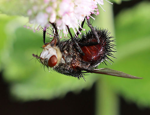 Bristle Fly - Juriniopsis adusta This fly was awesome! It was so spiky and had a face that look like a skeleton.

Habitat: Rural garden
https://www.jungledragon.com/image/100274/bristle_fly_-_juriniopsis_adusta.html
https://www.jungledragon.com/image/100273/bristle_fly_-_juriniopsis_adusta.html
https://www.jungledragon.com/image/100272/bristle_fly_-_juriniopsis_adusta.html Geotagged,Juriniopsis adusta,Summer,United States