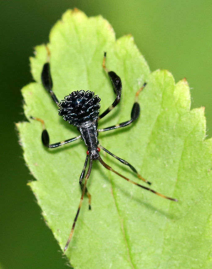 Leaf-footed Bug Nymph - Acanthocephala terminalis Habitat: Meadow<br />
<figure class="photo"><a href="https://www.jungledragon.com/image/100351/leaf-footed_bug_nymph_-_acanthocephala_terminalis.html" title="Leaf-footed Bug Nymph - Acanthocephala terminalis"><img src="https://s3.amazonaws.com/media.jungledragon.com/images/3232/100351_thumb.jpg?AWSAccessKeyId=05GMT0V3GWVNE7GGM1R2&Expires=1770854410&Signature=cuSlxtr2nRUdAGZW3XgsoD0OpSU%3D" width="200" height="130" alt="Leaf-footed Bug Nymph - Acanthocephala terminalis Habitat: Meadow<br />
https://www.jungledragon.com/image/100350/leaf-footed_bug_nymph_-_acanthocephala_terminalis.html Acanthocephala terminalis,Geotagged,Summer,United States" /></a></figure> Acanthocephala terminalis,Geotagged,Leaf-footed Bug Nymph,Summer,United States,leaf-footed nymph,nymph