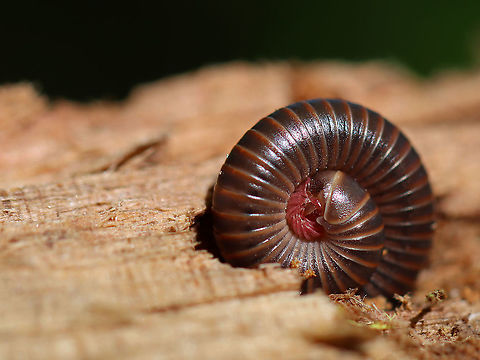 American Giant Millipede - Narceus americanus This species grows to be about 10 cm, but this individual was tiny.  As any other millipede that lives in North America. They curl up into a spiral when threatened. They have two pairs of legs on most body segments, and are gray/black with red lines on the edge of each segment.

Millipedes have spiracles on their body segments, which are connected both to their respiratory systems and to pairs of ozadenes (stink glands). These ozadenes can release noxious substances, which may cause serious chemical burns. However. unlike many other millipedes, the North American Millipede doesn't release hydrogen cyanide. They do however, excrete a substance that causes a temporary discoloration of the skin. They do not bite, and their only defense is their secretions.

Habitat: Deciduous forest American giant millipede,Geotagged,Narceus,Narceus americanus,Summer,United States,millipede