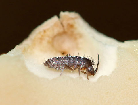 Springtail - Family Tomoceridae, maybe Pogonognathellus sp.? Habitat: Spotted munching on a mushroom Geotagged,Pogonognathellus,Summer,Tomoceridae,United States,springtail