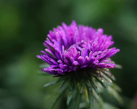 New England Aster - Symphyotrichum novae-angliae Habitat: Overgrown garden Geotagged,New England Aster,Summer,Symphyotrichum,Symphyotrichum novae-angliae,United States,aster