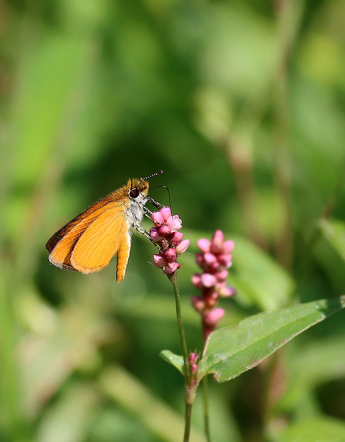 Least Skipper - Ancyloxypha numitor Habitat: Fluttering about with friends, pondside. Ancyloxypha,Ancyloxypha numitor,Geotagged,Hesperiidae,Least skipper,Summer,United States,butterfly,skipper