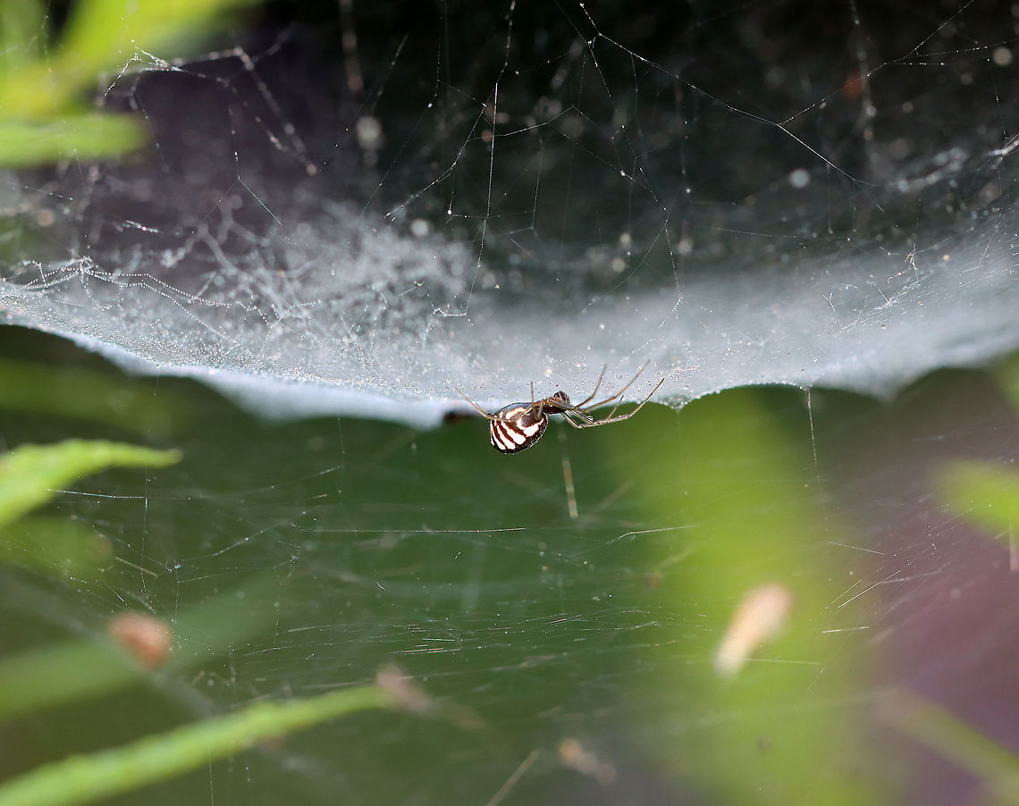 Bowl and Doily Spider - Frontinella pyramitela Such a pretty spider with a super cool web design! I wish I had gotten better photos of the web!<br />
<br />
Habitat: Overgrown garden<br />
<figure class="photo"><a href="https://www.jungledragon.com/image/100390/bowl_and_doily_spider_-_frontinella_pyramitela.html" title="Bowl and Doily Spider - Frontinella pyramitela"><img src="https://s3.amazonaws.com/media.jungledragon.com/images/3232/100390_thumb.jpg?AWSAccessKeyId=05GMT0V3GWVNE7GGM1R2&Expires=1759968010&Signature=4GYMe47NbctK8ieFM7N42NFtjX4%3D" width="200" height="146" alt="Bowl and Doily Spider - Frontinella pyramitela Such a pretty spider with a super cool web design! I wish I had gotten better photos of the web!<br />
<br />
Habitat: Overgrown garden<br />
https://www.jungledragon.com/image/100389/bowl_and_doily_spider_-_frontinella_pyramitela.html Bowl and doily spider,Frontinella pyramitela,Geotagged,Summer,United States" /></a></figure> Bowl and doily spider,Frontinella,Frontinella pyramitela,spider