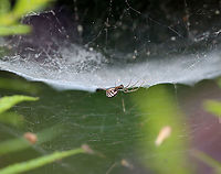 Bowl and Doily Spider - Frontinella pyramitela Such a pretty spider with a super cool web design! I wish I had gotten better photos of the web!<br />
<br />
Habitat: Overgrown garden<br />
https://www.jungledragon.com/image/100390/bowl_and_doily_spider_-_frontinella_pyramitela.html Bowl and doily spider,Frontinella,Frontinella pyramitela,spider