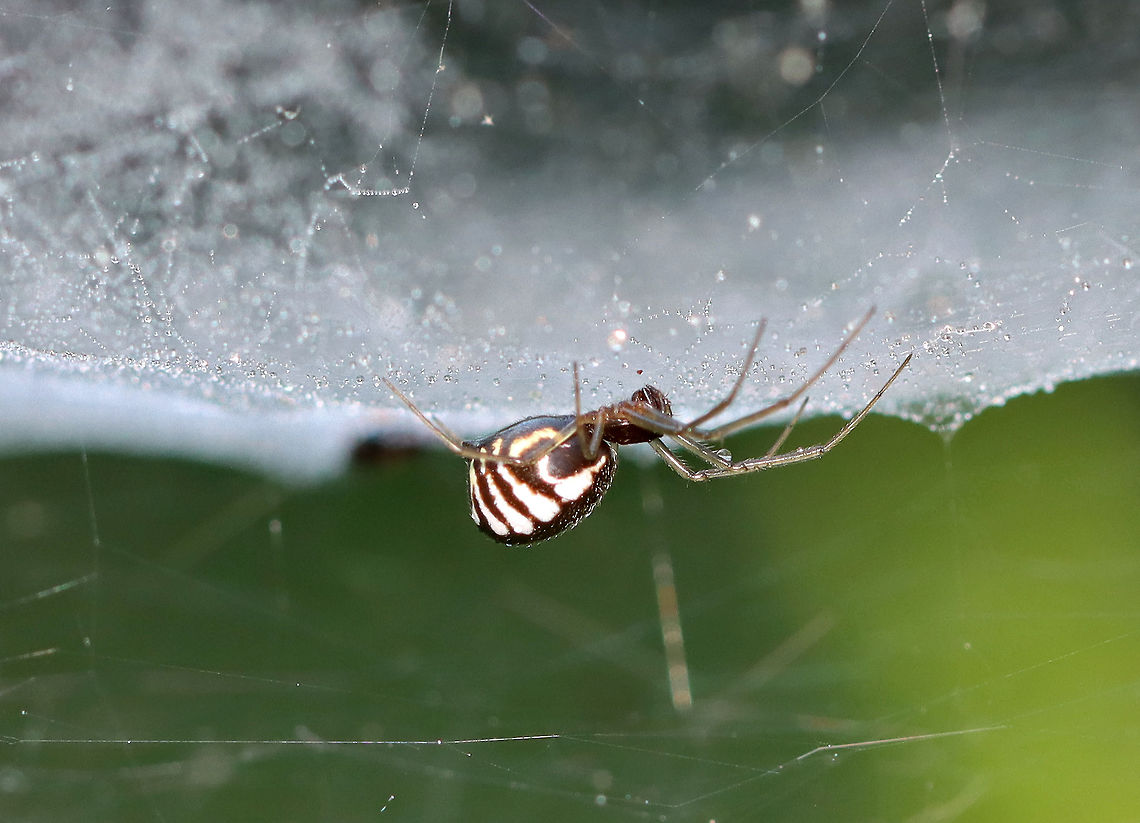 Bowl and Doily Spider - Frontinella pyramitela Such a pretty spider with a super cool web design! I wish I had gotten better photos of the web!<br />
<br />
Habitat: Overgrown garden<br />
<figure class="photo"><a href="https://www.jungledragon.com/image/100389/bowl_and_doily_spider_-_frontinella_pyramitela.html" title="Bowl and Doily Spider - Frontinella pyramitela"><img src="https://s3.amazonaws.com/media.jungledragon.com/images/3232/100389_thumb.jpg?AWSAccessKeyId=05GMT0V3GWVNE7GGM1R2&Expires=1769040010&Signature=r8%2BwadOS5RuNQ%2Bp0NslBVpx2VAA%3D" width="200" height="160" alt="Bowl and Doily Spider - Frontinella pyramitela Such a pretty spider with a super cool web design! I wish I had gotten better photos of the web!<br />
<br />
Habitat: Overgrown garden<br />
https://www.jungledragon.com/image/100390/bowl_and_doily_spider_-_frontinella_pyramitela.html Bowl and doily spider,Frontinella,Frontinella pyramitela,spider" /></a></figure> Bowl and doily spider,Frontinella pyramitela,Geotagged,Summer,United States