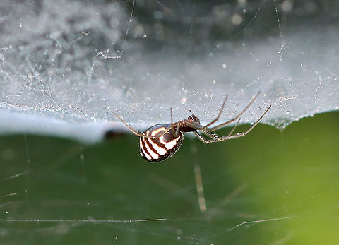 Bowl and Doily Spider - Frontinella pyramitela Such a pretty spider with a super cool web design! I wish I had gotten better photos of the web!

Habitat: Overgrown garden
https://www.jungledragon.com/image/100389/bowl_and_doily_spider_-_frontinella_pyramitela.html Bowl and doily spider,Frontinella pyramitela,Geotagged,Summer,United States