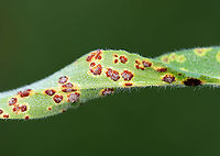 Puccinia cnici-oleracei *Tentative ID<br />
<br />
Habitat: Growing on aster leaves in a overgrown garden<br />
https://www.jungledragon.com/image/100392/aster_rust_-_puccinia_asteris.html<br />
https://www.jungledragon.com/image/100393/aster_rust_-_puccinia_asteris.html Geotagged,Puccinia,Puccinia cnici-oleracei,Summer,United States,fungus,rust