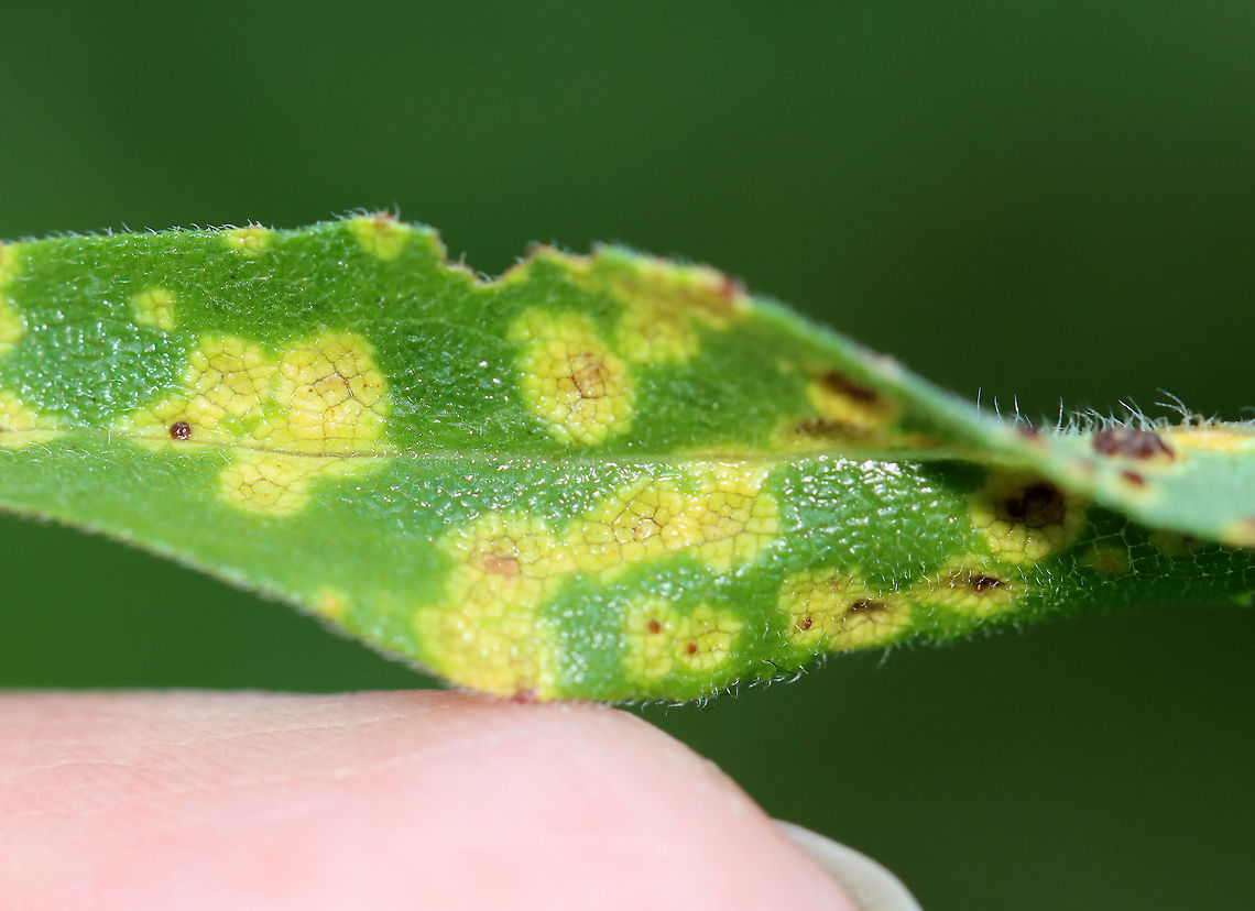 Puccinia cnici-oleracei *Tentative ID<br />
<br />
Habitat: Growing on aster leaves in a overgrown garden<br />
<figure class="photo"><a href="https://www.jungledragon.com/image/100393/puccinia_cnici-oleracei.html" title="Puccinia cnici-oleracei"><img src="https://s3.amazonaws.com/media.jungledragon.com/images/3232/100393_thumb.jpg?AWSAccessKeyId=05GMT0V3GWVNE7GGM1R2&Expires=1759968010&Signature=%2FQXUGc1XMaOCEjGqBUICQvmaTBM%3D" width="102" height="152" alt="Puccinia cnici-oleracei *Tentative ID<br />
<br />
Habitat: Growing on aster leaves in a overgrown garden<br />
https://www.jungledragon.com/image/100391/aster_rust_-_puccinia_asteris.html<br />
https://www.jungledragon.com/image/100392/aster_rust_-_puccinia_asteris.html Geotagged,Puccinia asteris,Puccinia cnici-oleracei,Summer,United States" /></a></figure><br />
<figure class="photo"><a href="https://www.jungledragon.com/image/100391/puccinia_cnici-oleracei.html" title="Puccinia cnici-oleracei"><img src="https://s3.amazonaws.com/media.jungledragon.com/images/3232/100391_thumb.jpg?AWSAccessKeyId=05GMT0V3GWVNE7GGM1R2&Expires=1759968010&Signature=bMhTYL41%2F%2BPtHR6ACP%2BYA05EapU%3D" width="200" height="144" alt="Puccinia cnici-oleracei *Tentative ID<br />
<br />
Habitat: Growing on aster leaves in a overgrown garden<br />
https://www.jungledragon.com/image/100392/aster_rust_-_puccinia_asteris.html<br />
https://www.jungledragon.com/image/100393/aster_rust_-_puccinia_asteris.html Geotagged,Puccinia,Puccinia cnici-oleracei,Summer,United States,fungus,rust" /></a></figure> Geotagged,Puccinia asteris,Puccinia cnici-oleracei,Summer,United States