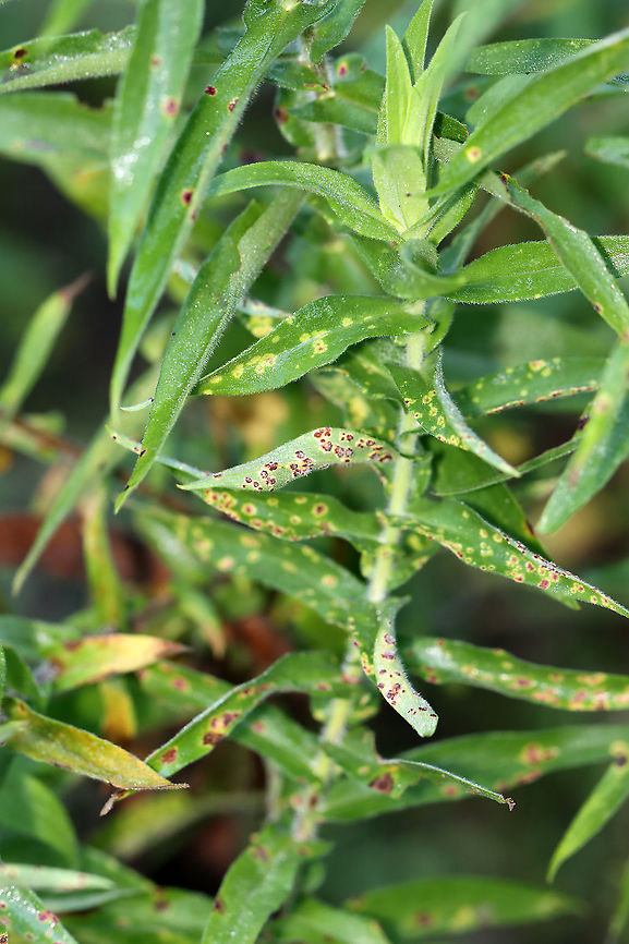 Puccinia cnici-oleracei *Tentative ID<br />
<br />
Habitat: Growing on aster leaves in a overgrown garden<br />
<figure class="photo"><a href="https://www.jungledragon.com/image/100391/puccinia_cnici-oleracei.html" title="Puccinia cnici-oleracei"><img src="https://s3.amazonaws.com/media.jungledragon.com/images/3232/100391_thumb.jpg?AWSAccessKeyId=05GMT0V3GWVNE7GGM1R2&Expires=1767225610&Signature=6EjiMzJOLgg4XMi7YmVgKf7pkec%3D" width="200" height="144" alt="Puccinia cnici-oleracei *Tentative ID<br />
<br />
Habitat: Growing on aster leaves in a overgrown garden<br />
https://www.jungledragon.com/image/100392/aster_rust_-_puccinia_asteris.html<br />
https://www.jungledragon.com/image/100393/aster_rust_-_puccinia_asteris.html Geotagged,Puccinia,Puccinia cnici-oleracei,Summer,United States,fungus,rust" /></a></figure><br />
<figure class="photo"><a href="https://www.jungledragon.com/image/100392/puccinia_cnici-oleracei.html" title="Puccinia cnici-oleracei"><img src="https://s3.amazonaws.com/media.jungledragon.com/images/3232/100392_thumb.jpg?AWSAccessKeyId=05GMT0V3GWVNE7GGM1R2&Expires=1767225610&Signature=GfnQy1aiHp29VUxUCKEwqZin0Ek%3D" width="200" height="146" alt="Puccinia cnici-oleracei *Tentative ID<br />
<br />
Habitat: Growing on aster leaves in a overgrown garden<br />
https://www.jungledragon.com/image/100393/aster_rust_-_puccinia_asteris.html<br />
https://www.jungledragon.com/image/100391/aster_rust_-_puccinia_asteris.html Geotagged,Puccinia asteris,Puccinia cnici-oleracei,Summer,United States" /></a></figure> Geotagged,Puccinia asteris,Puccinia cnici-oleracei,Summer,United States