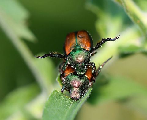 Japanese Beetle - Popillia japonica He's the 'King of the World'

Habitat: Overgrown garden Geotagged,Japanese Beetle,Popillia,Popillia japonica,Summer,United States,beetle
