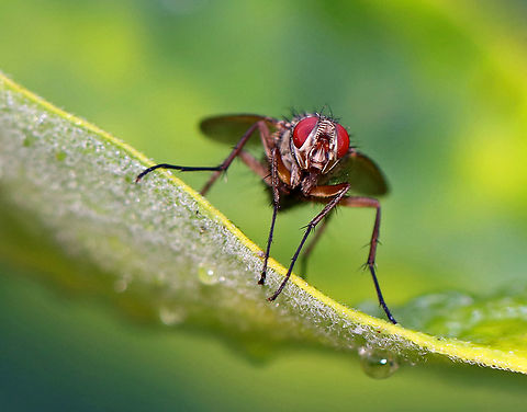 Fly - Possibly Coenosia sp. or Phaonia sp.? Habitat: Rural garden
https://www.jungledragon.com/image/100396/fly_-_possibly_coenosia_sp._or_phaonia_sp.html Coenosia,Geotagged,Phaonia,Summer,United States,diptera,fly