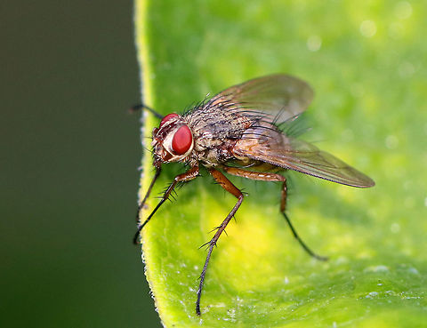 Fly - Possibly Coenosia sp. or Phaonia sp.? Habitat: Rural garden
https://www.jungledragon.com/image/100395/fly_-_possibly_coenosia_sp._or_phaonia_sp.html Geotagged,Summer,United States