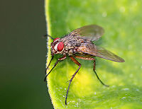 Fly - Possibly Coenosia sp. or Phaonia sp.? Habitat: Rural garden<br />
https://www.jungledragon.com/image/100395/fly_-_possibly_coenosia_sp._or_phaonia_sp.html Geotagged,Summer,United States