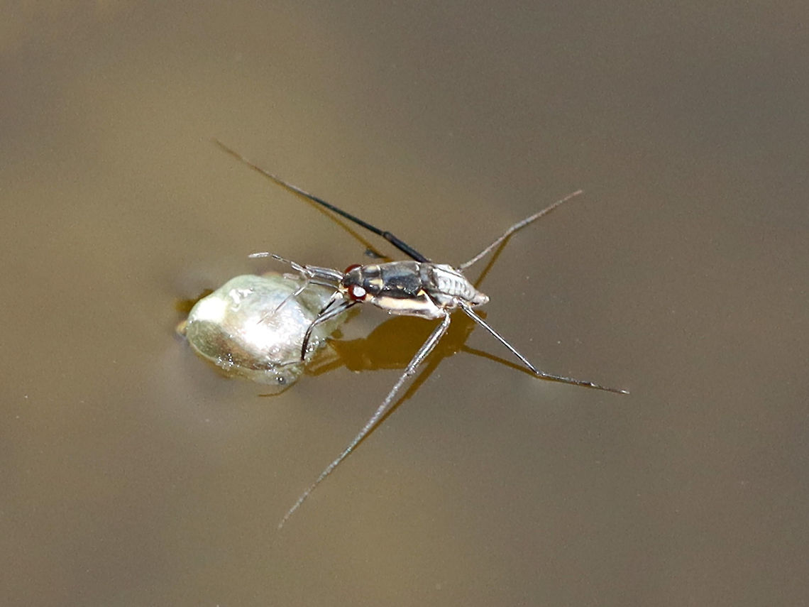 Water Strider - Trepobates subnitidus These striders are small (~4 mm) and very difficult to photograph because they are constantly moving. This individual paused to snack on something, which was when I managed to get this shot. <br />
<br />
Habitat: Small woodland pond Geotagged,Gerridae,Summer,Trepobates,Trepobates subnitidus,United States,water strider