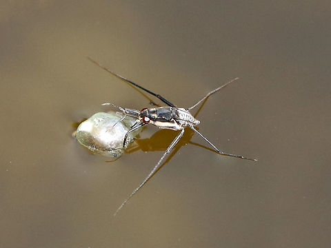 Water Strider - Trepobates subnitidus These striders are small (~4 mm) and very difficult to photograph because they are constantly moving. This individual paused to snack on something, which was when I managed to get this shot. 

Habitat: Small woodland pond Geotagged,Gerridae,Summer,Trepobates,Trepobates subnitidus,United States,water strider