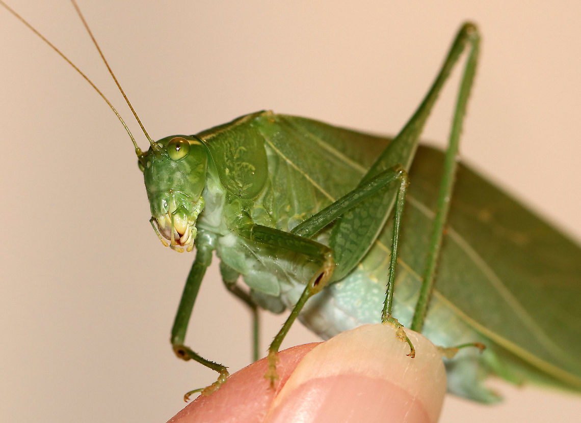 Greater Anglewing Katydid - Microcentrum rhombifolium Check out that mouth! <br />
<br />
Habitat: Attracted to a light in a semi-rural area Geotagged,Greater Anglewing Katydid,Microcentrum,Microcentrum rhombifolium,Summer,Tettigoniidae,United States,katydid,tympanum