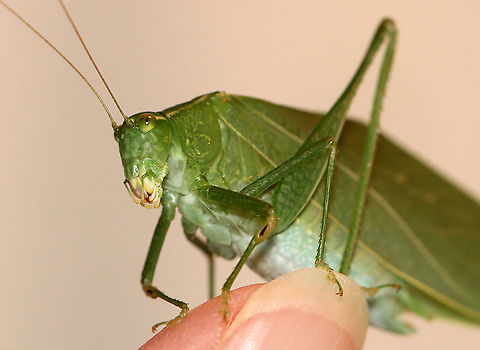 Greater Anglewing Katydid - Microcentrum rhombifolium Check out that mouth! 

Habitat: Attracted to a light in a semi-rural area Geotagged,Greater Anglewing Katydid,Microcentrum,Microcentrum rhombifolium,Summer,Tettigoniidae,United States,katydid,tympanum