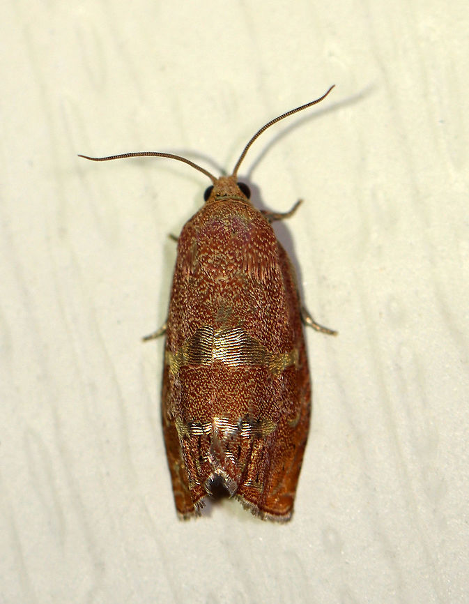 Filbertworm Moth - Cydia latiferreana TL: ~10 mm. FW was orange and tan; Two broad, silvery bands cross median area. Hosts: Beech, filbert, hazelnut, and oak. Status: Common.<br />
<br />
Habitat: Attracted to a 395 nm LED light in a rural area<br />
<br />
2020(d) Cydia,Cydia latiferreana,Filbertworm moth,Geotagged,Moth,Summer,Tortricidae,United States